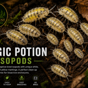 Magic Potion (Armadillidium granulatum) x15