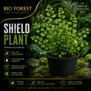 Shield Plant