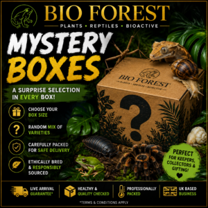 Mystery Boxes