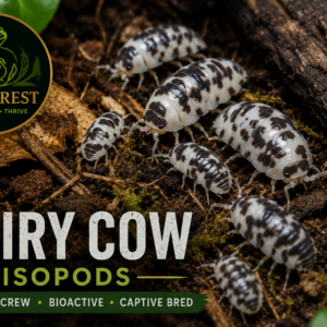 Dairy cows (Porcellio laevis) x15