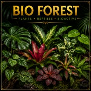 Tropical Plants