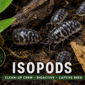 Isopods