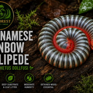 Vietnamese Rainbow Millipede  Atopochetus dollfusi