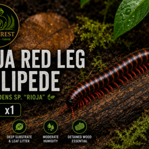 Rioja Red Leg Millipede Bicoxidens sp. “Rioja”