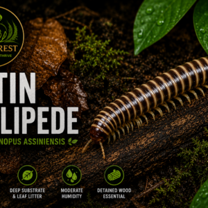 Satin Millipede  Telodeinopus assiniensis
